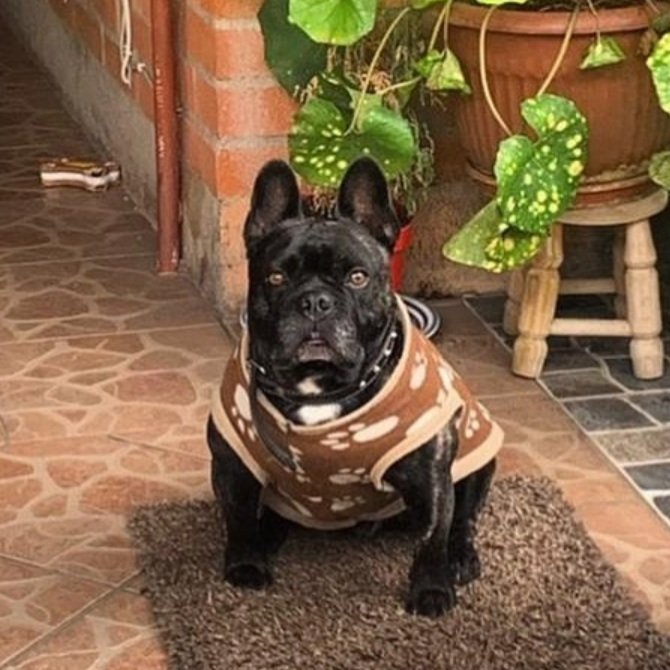 complot1984's tweet photo. Seguimos buscando a RAUKO perrito robado, ayuda para que vuelva a su familia 🥺🐶 #MuchoGustoMega https://t.co/SsuDac8R0R