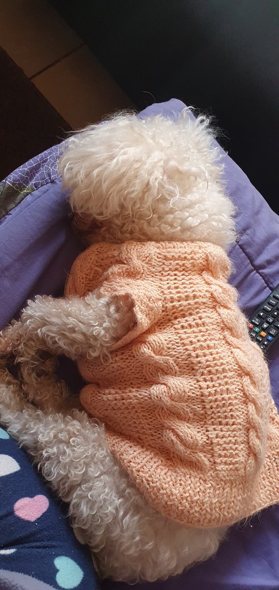 Curilinga's tweet photo. Los hermosos bebés de la casa, feliz día a los loquillos #MuchoGustoMega #DiaMundialDelPerro https://t.co/tdFTW4HdsI