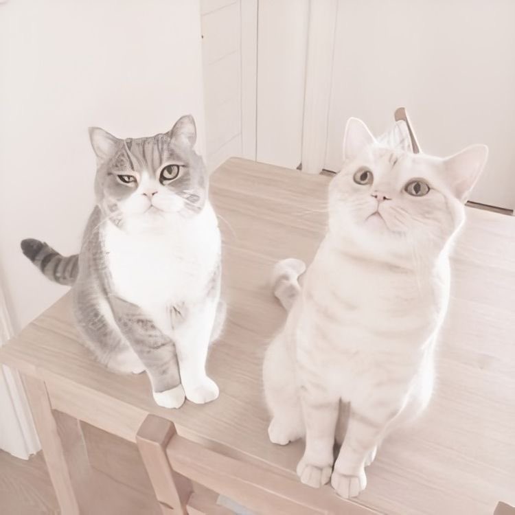 ash⁷ 🪭 tweet media