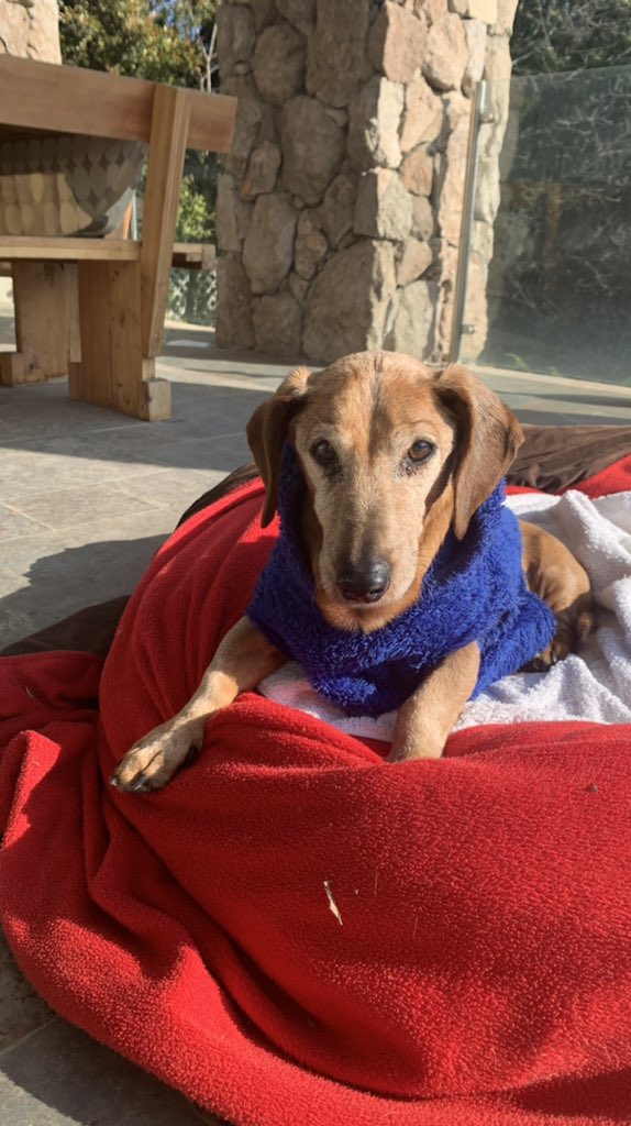 FranciiscaAraya's tweet photo. @MuchoGustoMEGA #MuchoGustoMega #DiaDelPerro #muchogustomg  feliz día a mi hermoso viejito ! Ya son 17 años a mi lado , doy gracias a Dios que sea parte de mi vida 💕 https://t.co/tJWm7htoZm