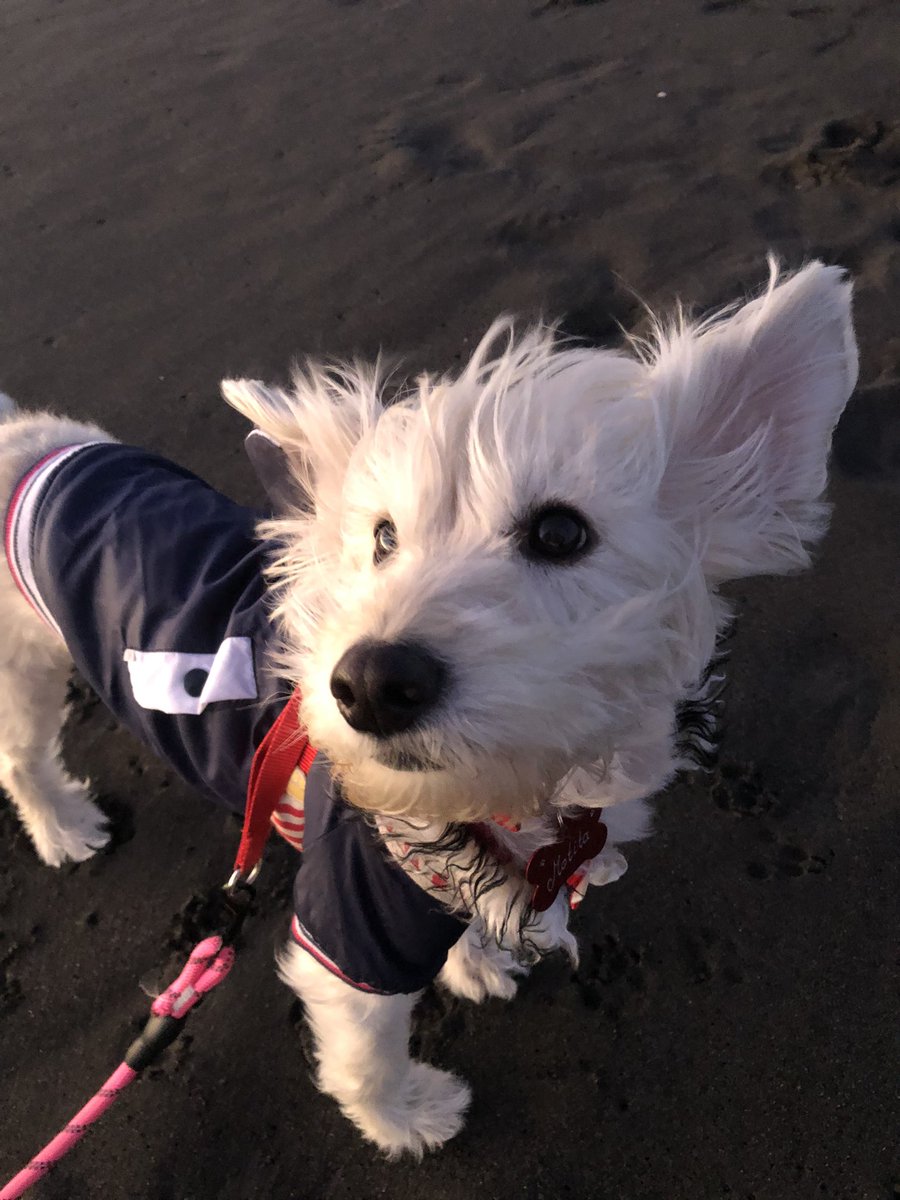 Elizabeth_gua's tweet photo. #ContigoCHV la Motita 🐶 paseando en la playa el fin de semana. https://t.co/QJHlwW6Py2