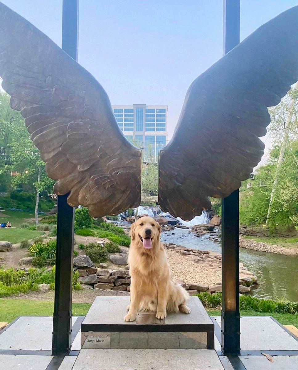 gvilleevents's tweet photo. Have you stopped by the #WingsofGVL traveling exhibit? This collection of nine bronze sculptures by world-renowned Mexican artist @JorgeMarinMX is on public display until October!
#wingsofthecity #alasdeGVL #whatsgoingonGVL #artsinpublicplaces
📸: @mills.the.golden (Instagram) https://t.co/5koTMtE9Bh