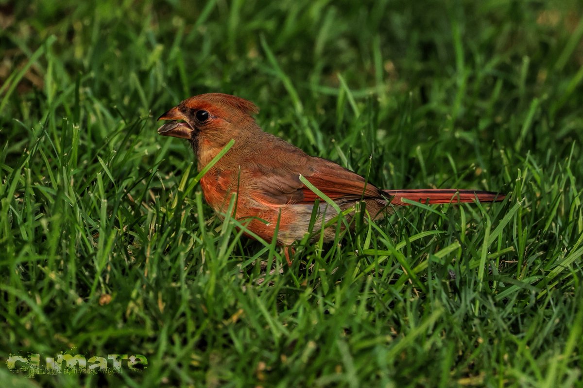 loudchild's tweet photo. A couple of adolescent cardinals, male and female, out on their own. โค๏ธ
#birdphotography #BirdsSeenIn2021 #birdwatching #birding #backyardbirds #cardinals #birdsofinstagram #birdstuff #wildlifephotography #wildlife #cardinals #birdsandseeds #birds #BirdTwitter #northerncardinals https://t.co/b5QnUCJrjy