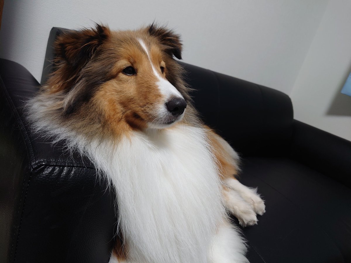 眠い犬 スーパーまさら きららmax1月号ゲストのイラスト 眠い犬 スーパーまさら きららmax1月号ゲストのイラスト