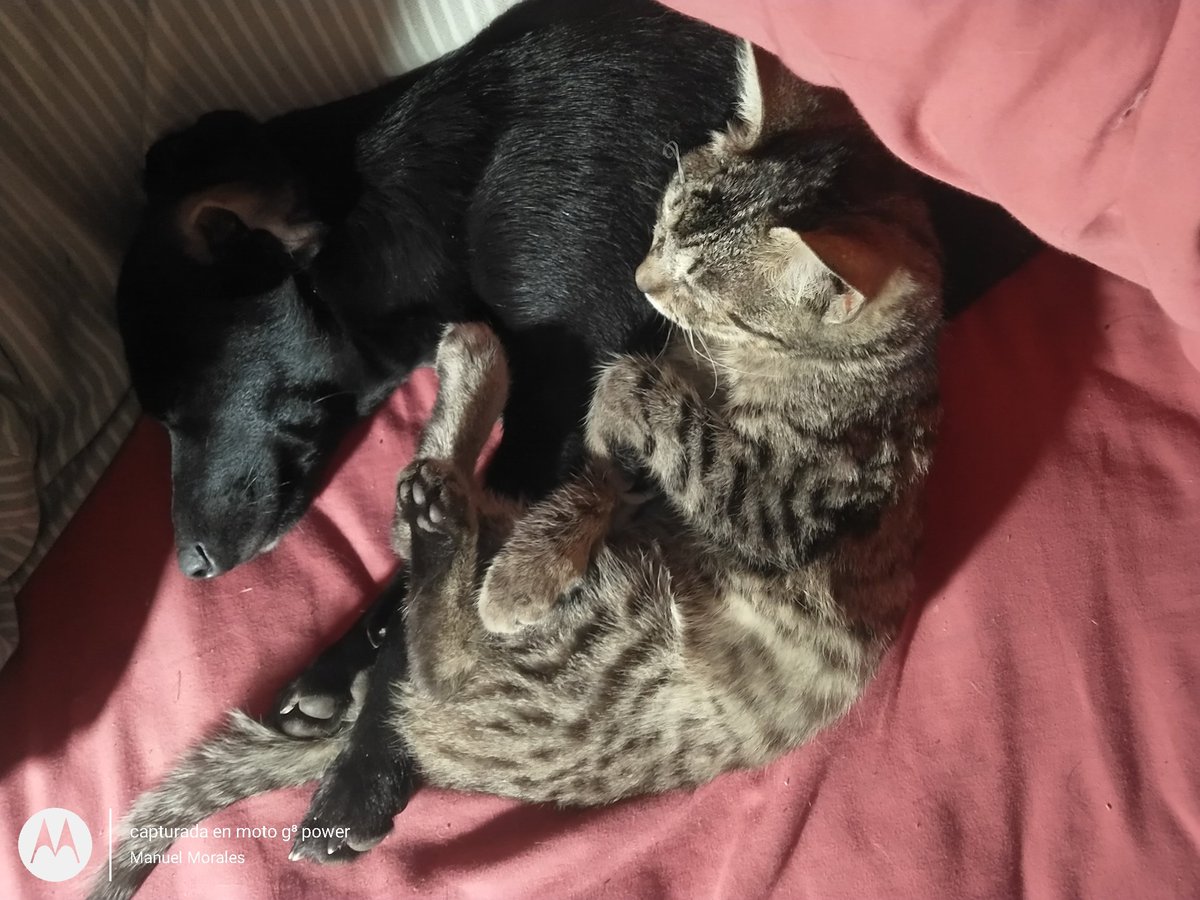 #MuchoGustoMega Feliz día del Perro y los gatos qué... Jajajaja