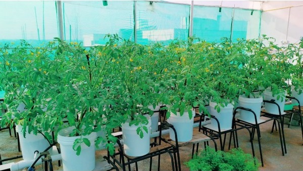 Hydrillaindia's tweet photo. This system is for all beginners and wants to experiment at home. and it contains all other accessories like Fishtank, Filters, , Plant Bed area which includes DWC, and Dutch Bucket Systems to grow both leafy greens and Vegetable Plants. 
https://t.co/GnqI0EcYOE https://t.co/DjWztXojrt