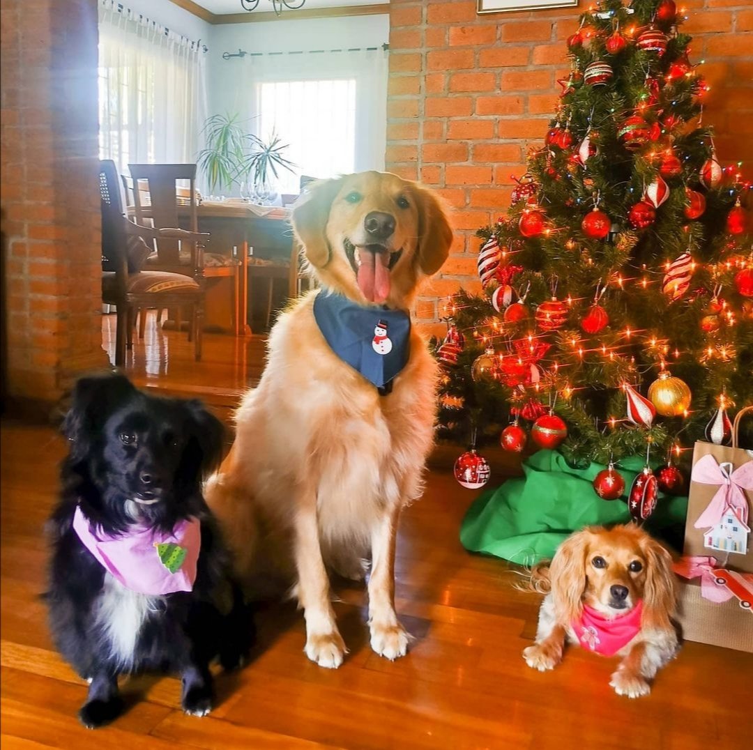 #DiaMundialDelPerro #MuchoGustoMega
Feliz día a los mejores!!! Los más apañadores y cariñosos
Frida, Pipo y Flora