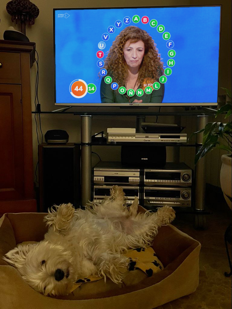 antena3com's tweet photo. No lo decimos por decir, ¿eh? 😍 Que los perretes de los trabajadores de la casa no se pierden ni un programa 📺❤️ #DíaMundialDelPerro 🐶 https://t.co/9LK7FVR7Rr