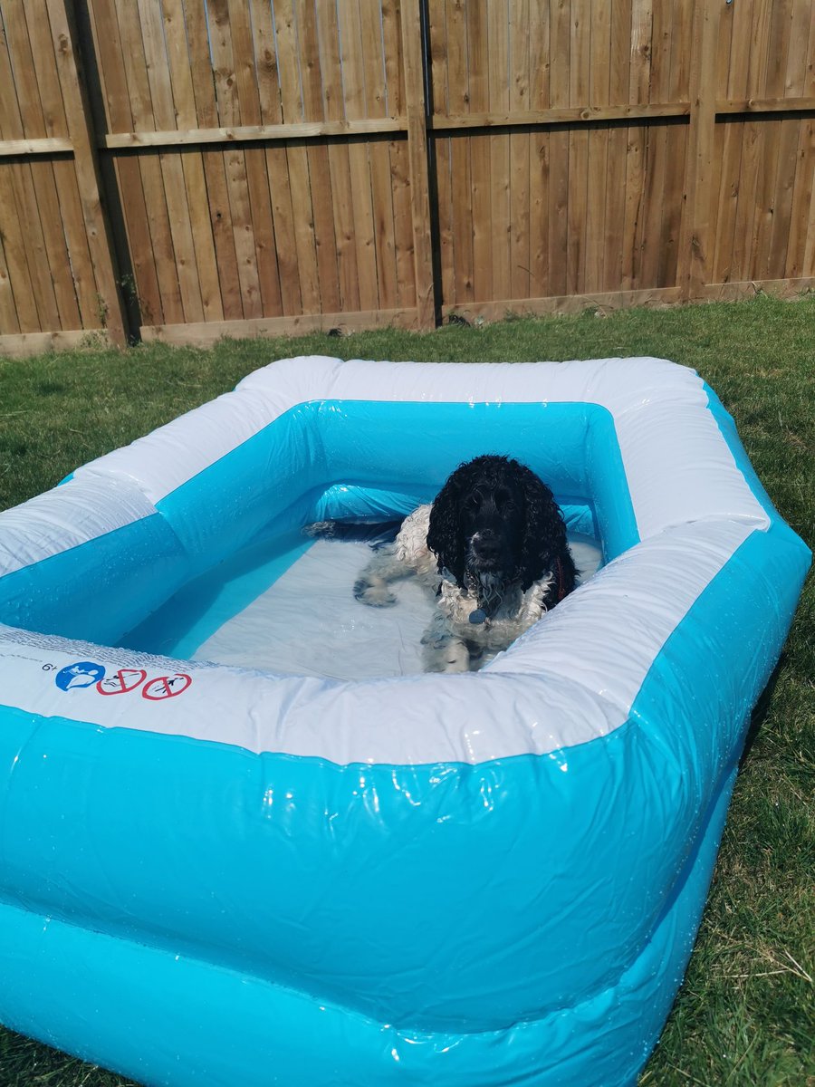 How to keep your dog cool in this heat 😎💦 Bilbo is loving his own personal pool! #heatwaveuk #dogsoftwitter #sprockerspaniel