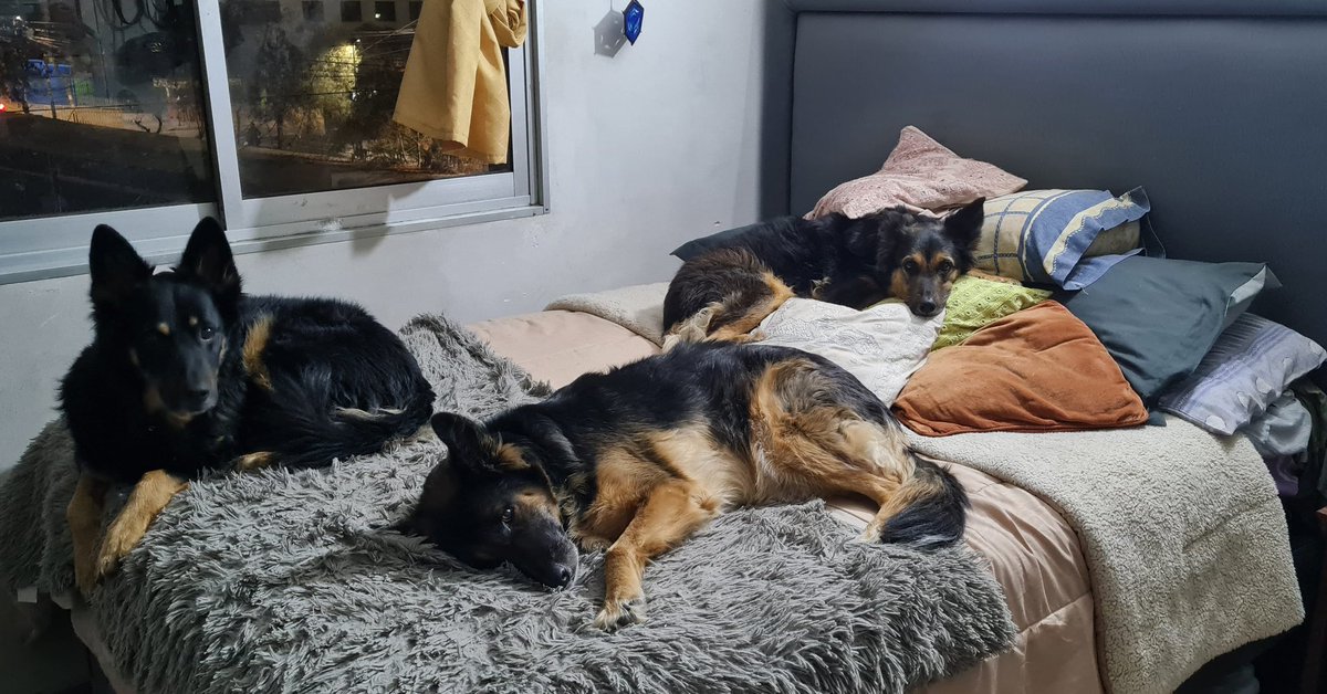 CataUC's tweet photo. #MuchoGustoMega feliz dia a los amores de mi vida. Aunque faltan dos en la foto. Cada día me convenzo más de que yo no los rescate. Ellos me rescataron a mi. Adopta ❤ Los amo https://t.co/kRVNwjxiny