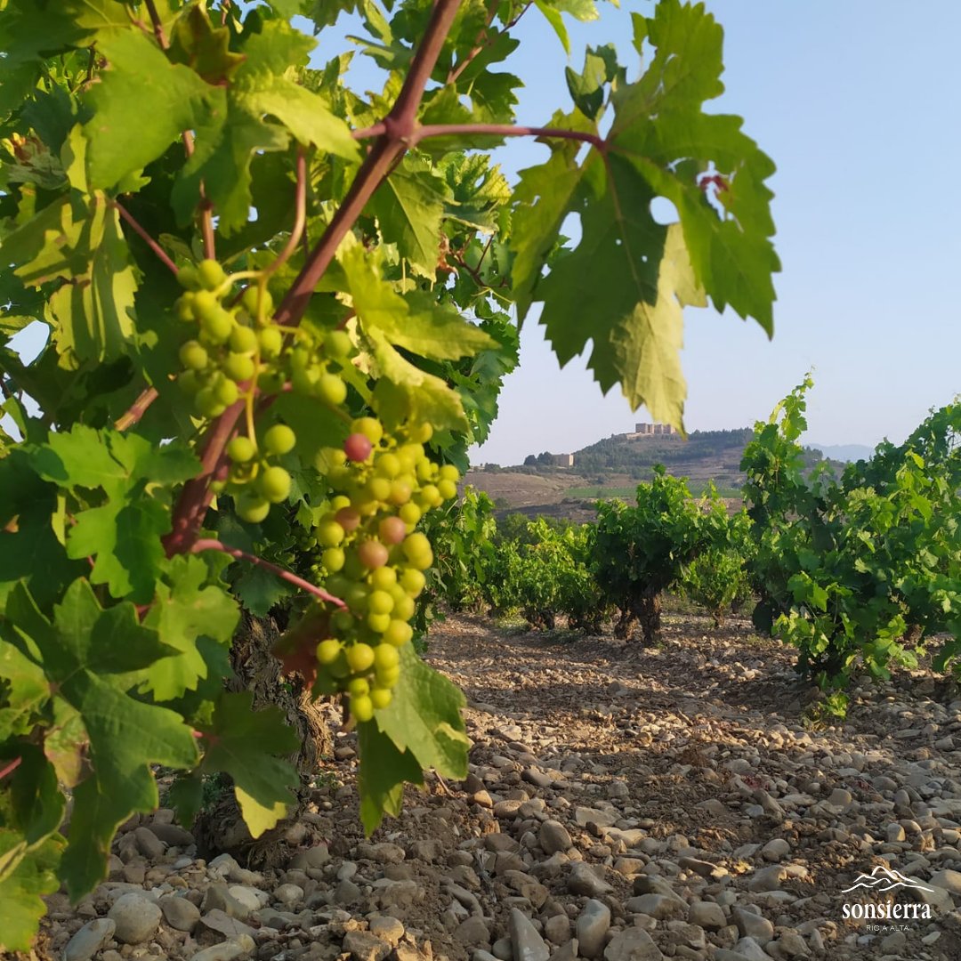 BodegaSonsierra's tweet photo. Se acerca el envero, uno de los momentos más fascinantes del año en el viñedo... Nos lo han chivado estas uvas que hemos pillado así en la zona de Montecillo 😏
.
#sonsierra #viñedo #vineyard #envero #veraison #summeratthevineyard #riojawine #rioja #winelovers https://t.co/zKE4LOj7X3