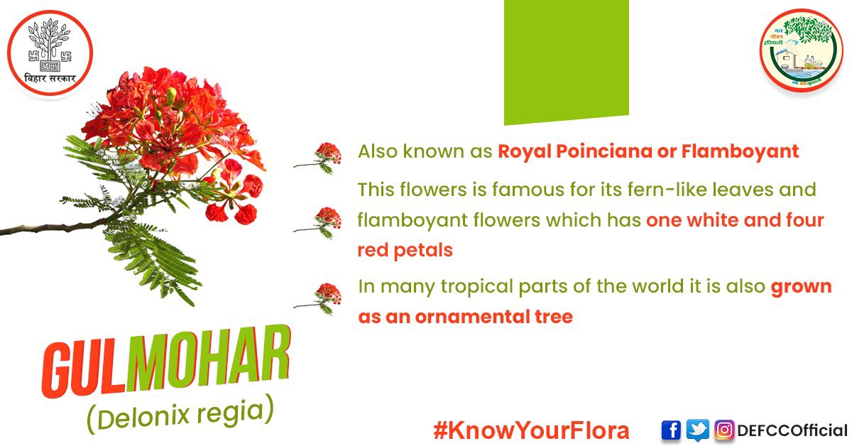 DEFCCOfficial's tweet photo. 💐Flowers of this plant has a subtle fragrance and bloom abundantly.
🎋Gulmohar is naturalized in India and is widely cultivated as a street tree.
🌳It is a medium sized fast-growing deciduous tree that has a wide-spreading umbrella-like canopy.
#KnowYourFlora #Gulmohar https://t.co/CMlgBg6YMO