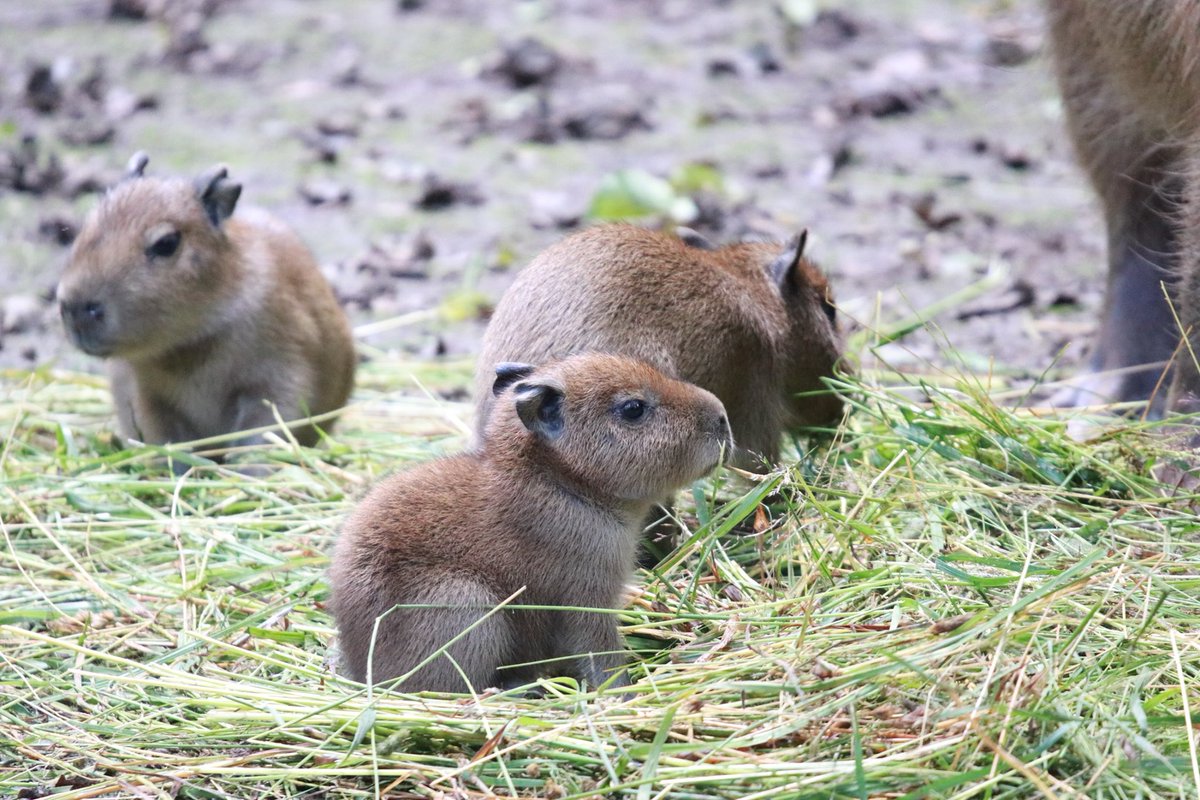 3 Baby Capybaras (Wasserschweine) im Nest.