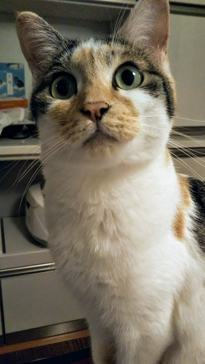 猫っておもろいのtwitterリアルタイム検索結果 Meyou ミーユー