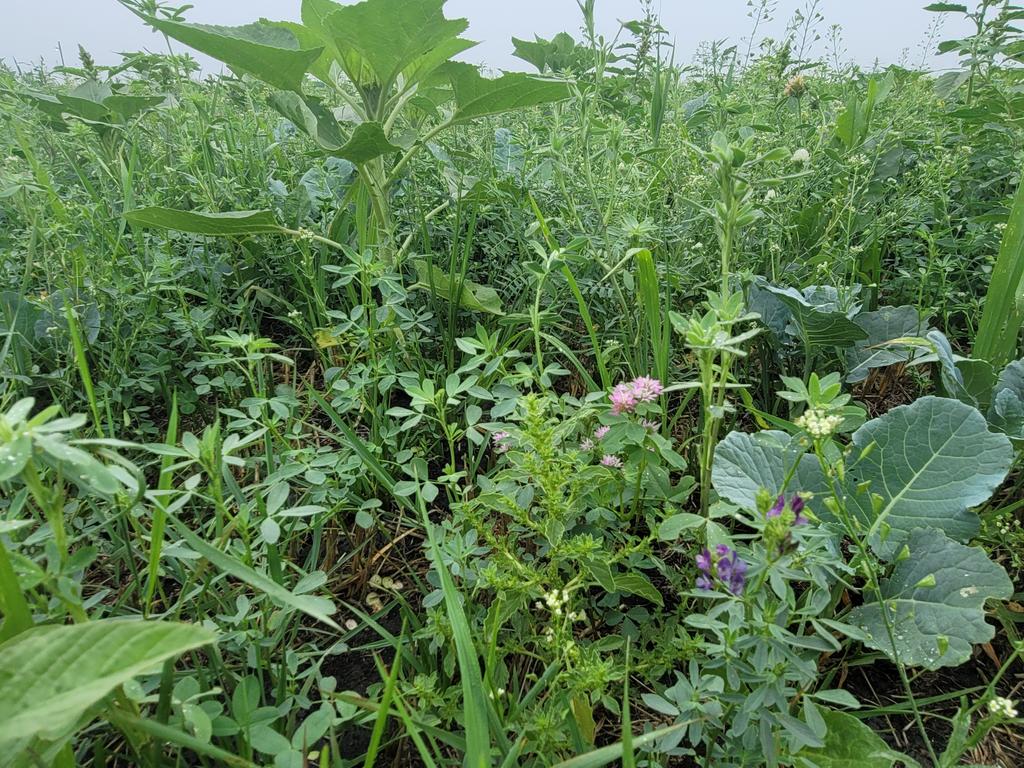 Multi species blend of leftover 2021 seeds. 70 acres of alfalfa, grasses, clovers, pollinators, forbs, legumes and brassicas. How is there enough water to grow such a #polycrop when there isn't enough water to finish a #monocrop? Millions of insects but not one is biting me.
