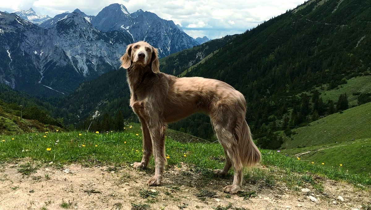 Who is ready for a hike today? 🐕🏔🥾 #pandemicpuppy #dog #dogs #doggo #pupper #dogsoftwitter #dogsofinsta #dogsofinstagram #hiking #hikingadventures #Weimaraner  #weimlove #weimaraners #weimaranerlife
