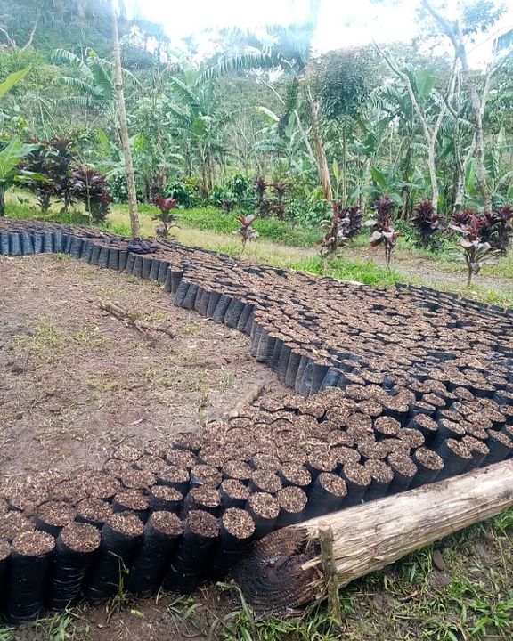 GoldMtnCoffee's tweet photo. This is what in Spanish we call an “era,” which is a sapling area. We’re planting #Maracaturra, a very high-cupping variety. If you’d like you can reserve this crop but it won’t be ready for 4 to 5 years or so.
📩 Contact link in bio.
#greencoffee #specialtycoffee #coffeeseeds https://t.co/gj1RFxSeHH