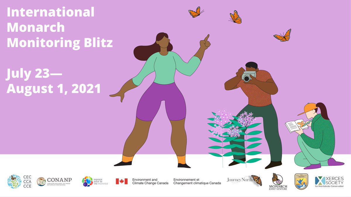 xercessociety's tweet photo. Calling all North American #CommunityScientists: it’s officially time to dust off your magnifying glass and start reporting the presence of #Milkweed and #MonarchButterflies in your area!

International Monarch Monitoring Blitz
7/23–8/1/21
https://t.co/TKbQtR45lT
#MonarchBlitz https://t.co/jHaPlH5W3l