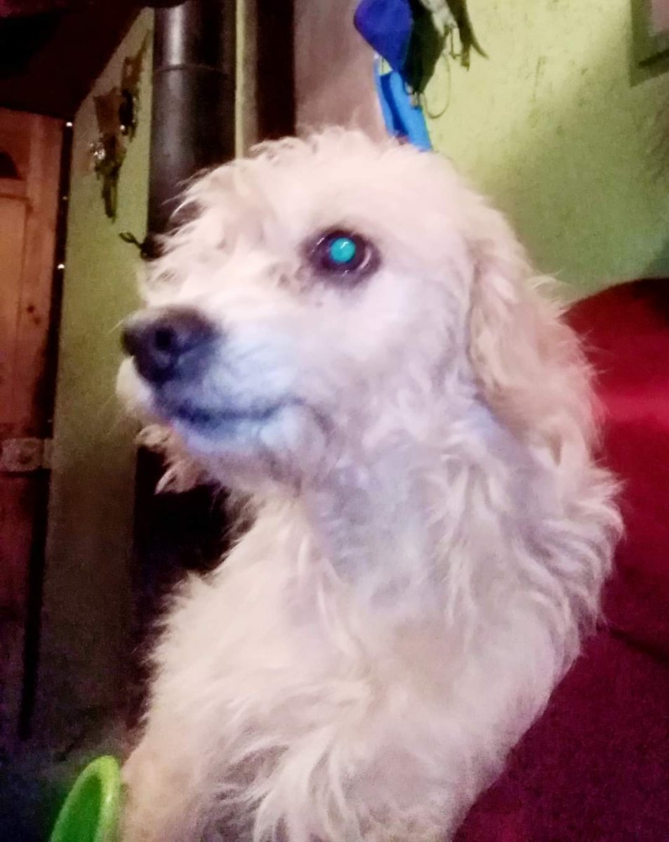 1975avcm's tweet photo. @lahoradejugarcl 
#DIAPERRUNOENLHDJ 
Feliz día a los amores más importantes de mi vida.
Mi Negri, Evaristo que tiene 17 años mi viejito, Baloo y Bombón, todos adoptados y rescatados del abandono. Son 6 mis perrhijitos y perrinietos https://t.co/EBtxGCDru7 https://t.co/M2EJzKNlUa
