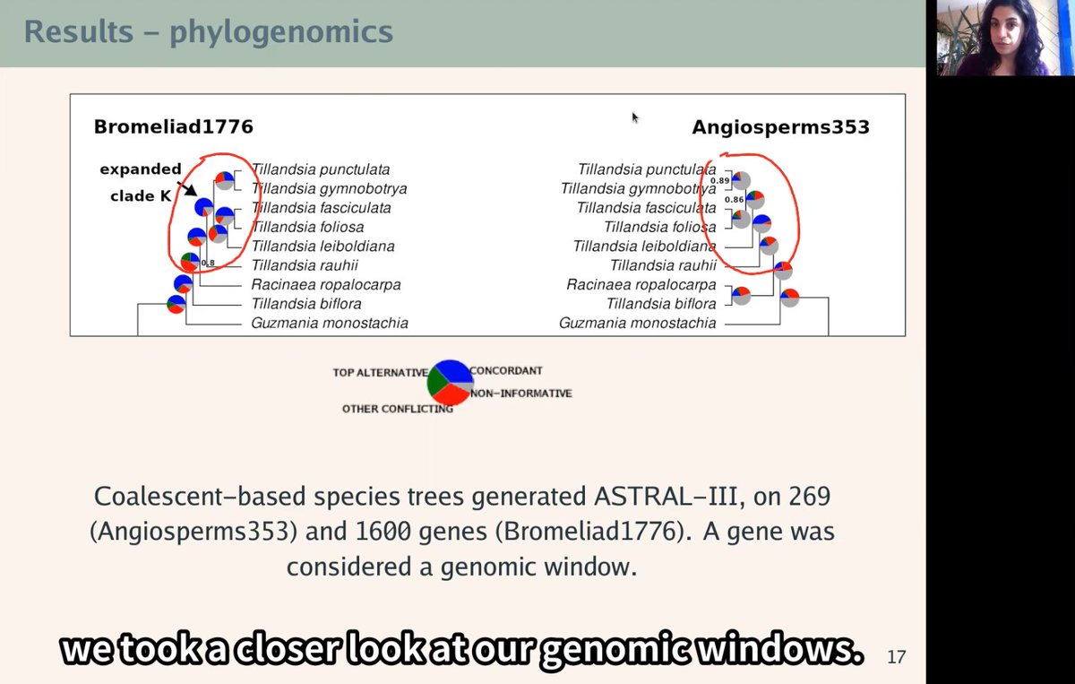 Hi #Botany2021, Tomorrow, 11am EST/5pm CEST at Phylogenomics III, I'll talk about some of what we found when comparing our cool #bromeliad bait set to the great #Angiosperms353 set for phylogenomics and population genetics. Come discuss, comment and/or watch me giggle nervously!