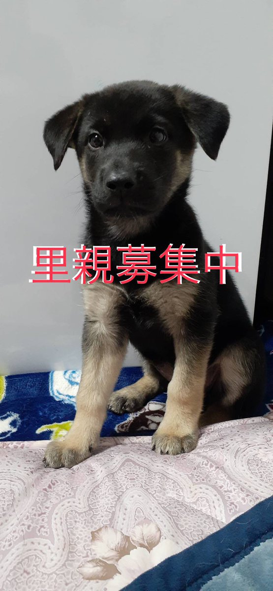 保護っ子れすきゅーbridge ブリッジ 拡散希望 里親募集 里親さん募集 里親 保護犬 子犬 犬 里親募集犬 現在地 愛知県東海市 種類 雑種 年齢 2ヶ月程度 性別 ワクチン 未摂取 自己負担お願いします 愛知県動物愛護センターからレスキューしま