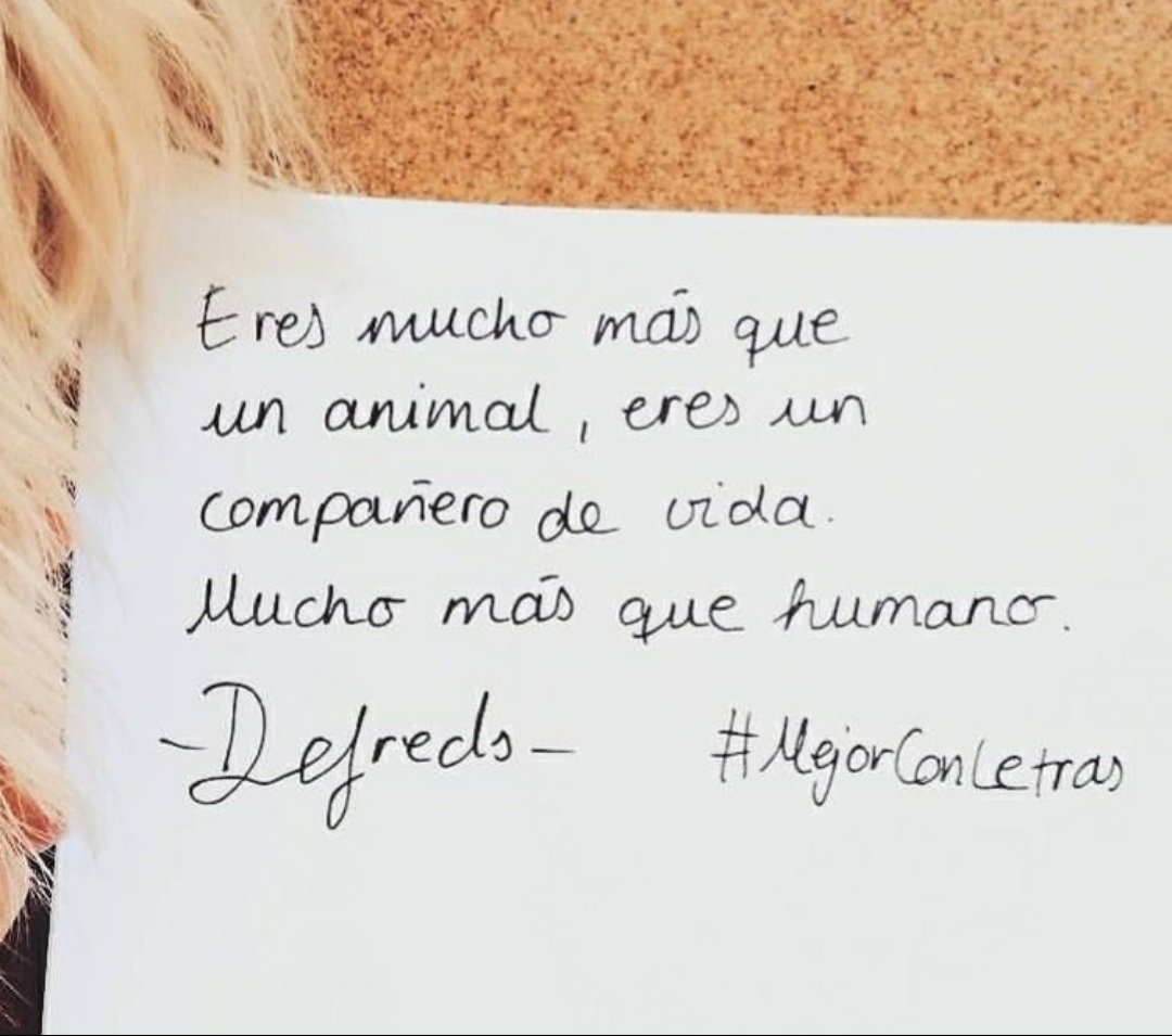 Defreds's tweet photo. Feliz día del perro. https://t.co/KfHlv8xg3R