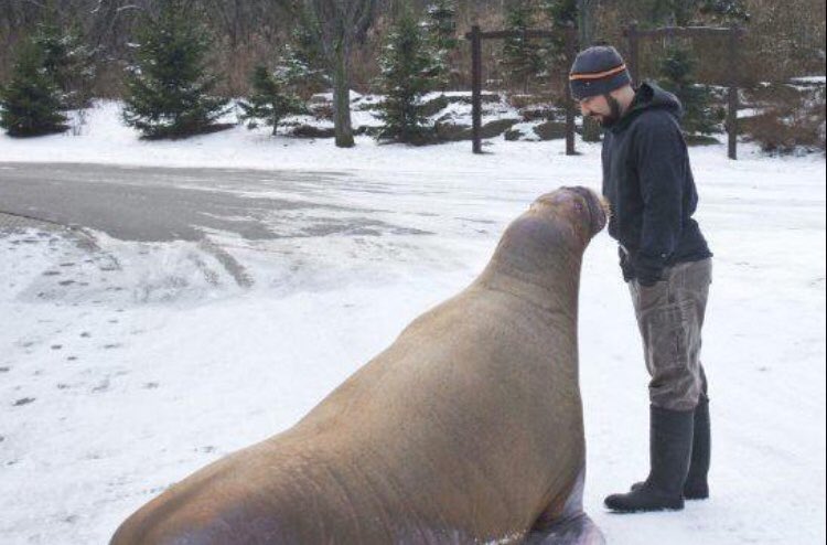 UPDATE: Here is the most recent photo of Smooshi the walrus as compared to when I worked with her at MarineLand. Her weight loss is alarming. She doesn’t look good. She looks like she’s dying. #SaveSmooshi