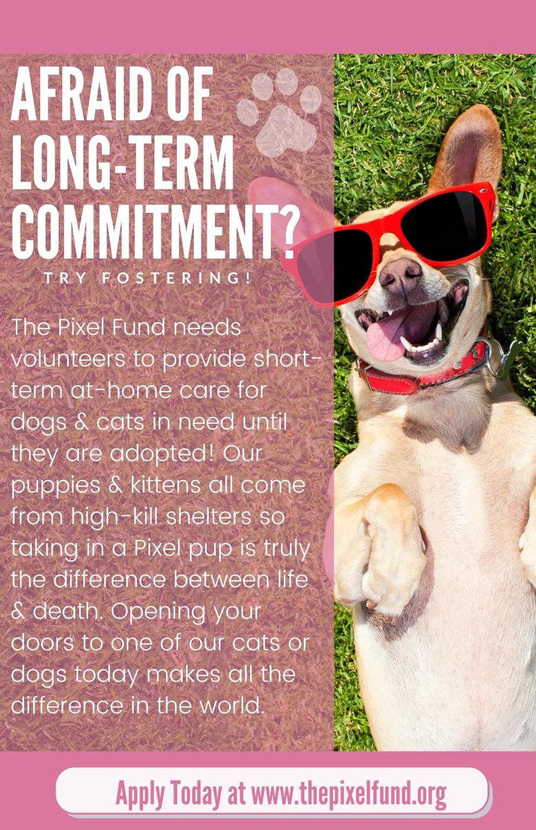 We need you! It’s okay if you can’t commit long-term ❤️ #volunteers #puppies #kittens