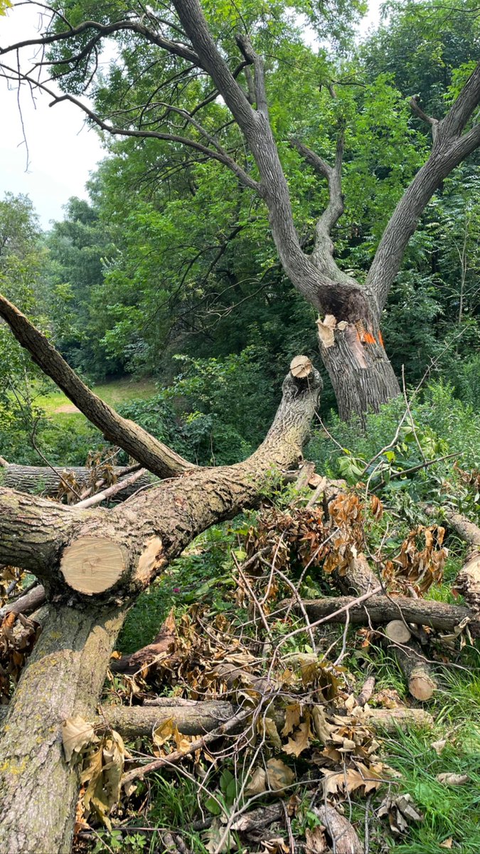 TrinityBellwood's tweet photo. Big branch down! Clean & pruning ot trees π² going on today. This is good. #safety #fallingbranches https://t.co/fPGUlWjKsM