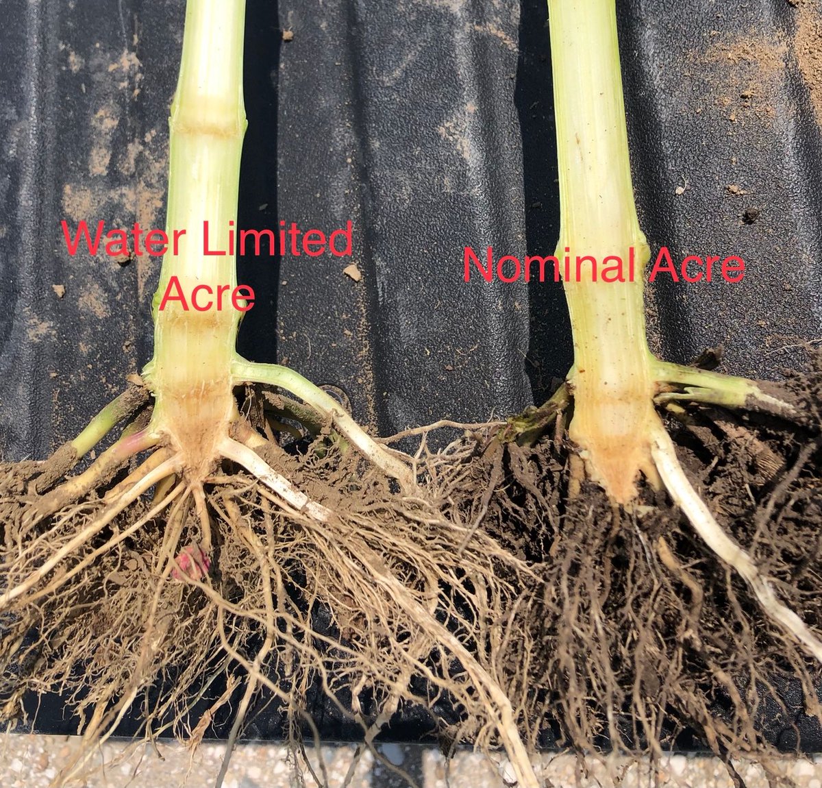 agrilytics's tweet photo. Chance McDonald’s #viewfromthefields goes beyond surface level, analyzing stress levels by looking at root systems. The difference between nominal, or saturated acres, and water limited acres is clear, and our approach treats these spots differently, monitoring results all season https://t.co/2UkBDks2CC