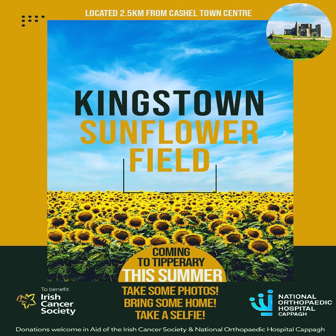 First flower spotted right in the middle of the field this evening! 🌻 still a couple of weeks away from full bloom in the field! Will keep people updated! Retweet’s appreciated! <a href="/IrishCancerSoc/">Irish Cancer Society</a> <a href="/cashel_ie/">cashel.ie</a> <a href="/CashelNews/">Cashel News</a> <a href="/VisitTipp/">TipperaryTourism</a> <a href="/MunsterVales/">Munster Vales</a>