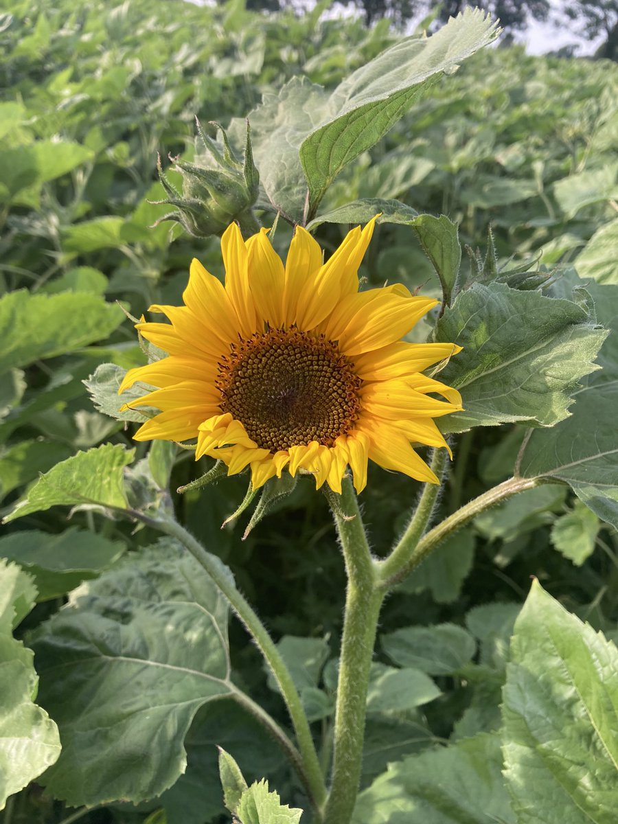 Nialllaffan's tweet photo. First flower spotted right in the middle of the field this evening! 🌻 still a couple of weeks away from full bloom in the field! Will keep people updated! Retweet’s appreciated! @IrishCancerSoc @cashel_ie @CashelNews @VisitTipp @MunsterVales https://t.co/icleT6rgyX