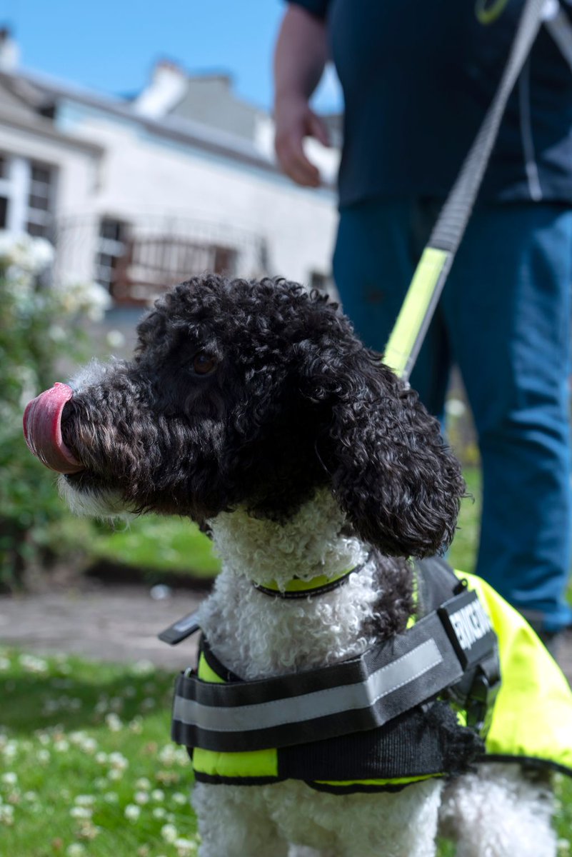 ScotVetRes's tweet photo. We don't like to separate a Veteran from their best friend in times of need. Homeless #Veterans with #dogs are welcome at our residences. Find out more about our accommodation and support here https://t.co/gvivQYJhU7 . #NoHomelessVeterans #Homelessness https://t.co/SHvEcBq00E