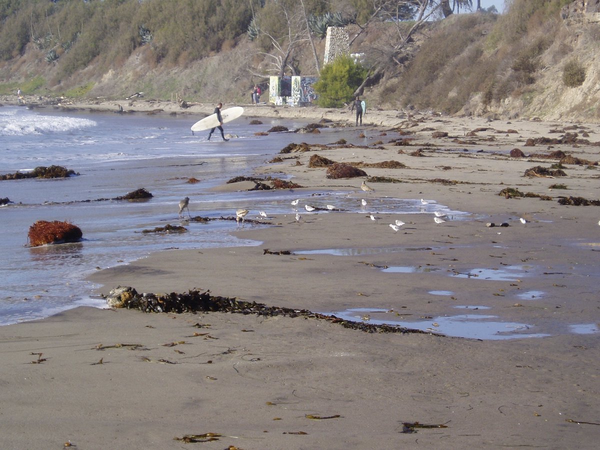 SBKelpWatch's tweet photo. Congratulations to Kyle Emery @K_Emery_2012  being awarded a NSF Ocean Sciences Postdoctoral Research Fellowship with @KCCavanaugh  at UCLA!! Good Job Kyle!! @LterSbc @NSF @USLTER @ucsantabarbara @UCLA #kelpwrack #surfgrass #kelpforest #sandybeach https://t.co/K88zfEs2Rh