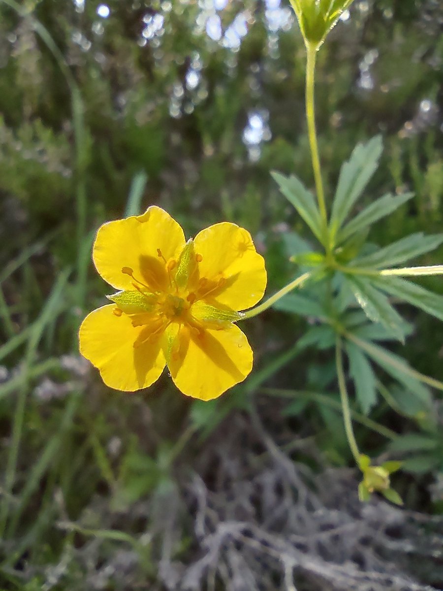 artbyveya's tweet photo. Itsy bitsy spider...
Do you see it? Its body was about as big as grain of sand.
#flowers #spider #flower #yellow #tinyspider #itsybitsyspider #hiding #shadow #vacation #beach #cutespider https://t.co/2gqrn6RbkT
