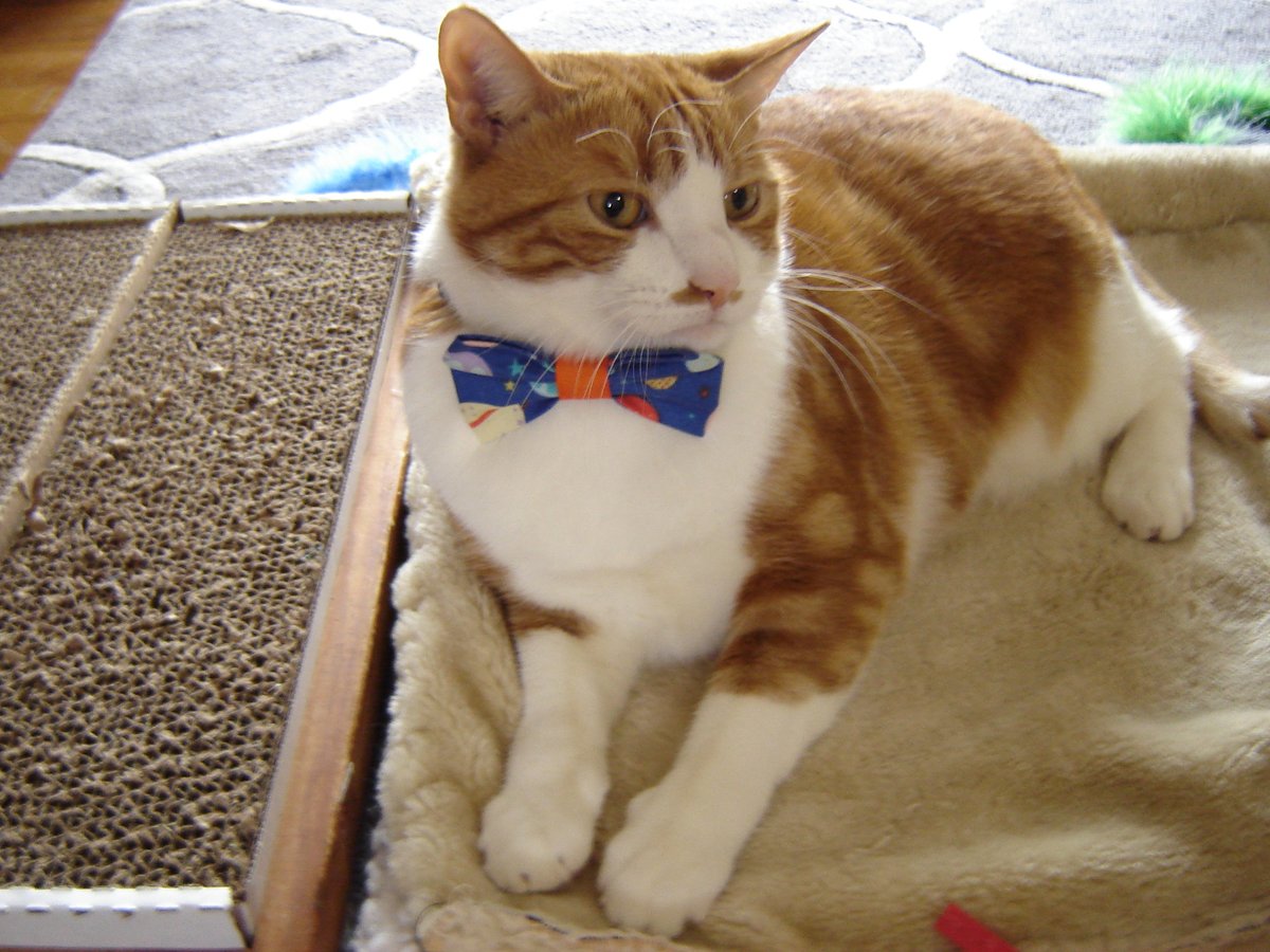 #whiskerwednesday #ZSHQ <a href="/catsrule0/">Lucky and Angel Marie Choo Choo, married to Chalky</a> <a href="/parham1961/">jackie parham</a> <a href="/dora_nlk/">Dora K</a> <a href="/bloomNight2/">Kira 🌻🌻🌻</a> <a href="/marisbellamy1/">Maris Bellamy</a> <a href="/LindsayPH/">Lindsay Rollin</a> <a href="/LBisaillon/">Chowsie</a> <a href="/vanessaandcats1/">Vanessa Taylor</a> <a href="/Palmolive_S_Pan/">Palmolive</a> <a href="/SalemsKitties/">Gingie Salem Leo Cato Ozzy RIP Gingie</a> 
Me whiskers a little unruly today!😂😌