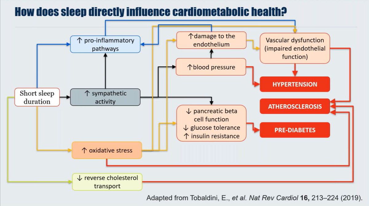 MyNutriWeb's tweet photo. 👇💤✨A fantastic diagram showing the links between sleep and cardiometabolic health

#MyNutriWeb #HeartSmartSleep https://t.co/R0BNIDwfEW