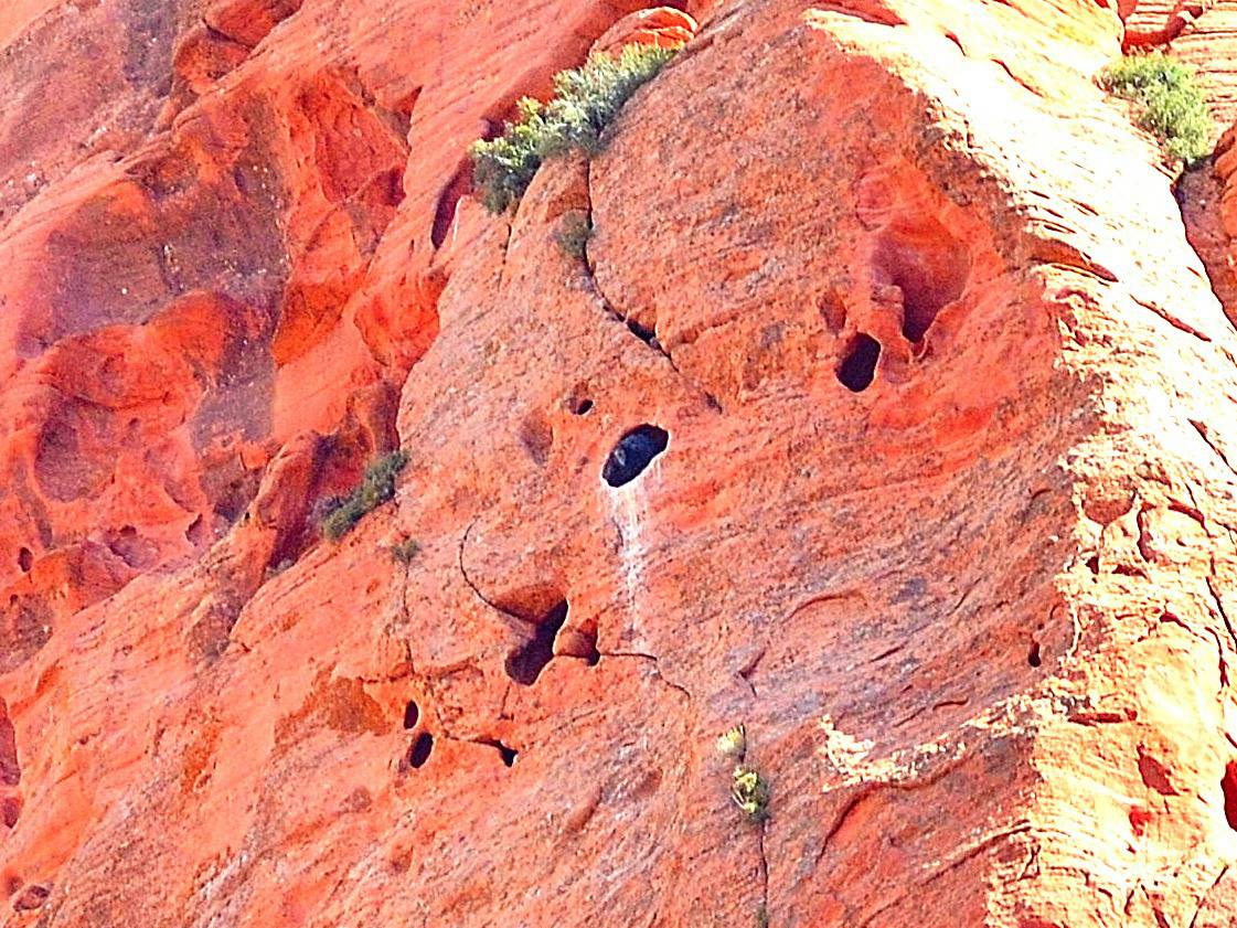 The Peregrine Fund (@peregrinefund) on Twitter photo For the first time two California #Condor nests with new nestlings have been discovered in southern #Utah! Full news release: bit.ly/3kGNN4u
<a href="/BLMUtah/">BLM Utah</a> <a href="/ZionNPS/">Zion National Park</a> <a href="/UtahGov/">Utah.gov</a> <a href="/USFWS/">U.S. Fish and Wildlife Service</a> <a href="/azcondors/">Chris Parish</a> <a href="/BLMArizona/">Bureau of Land Management - Arizona</a> <a href="/KaibabNF/">Kaibab NF</a> <a href="/GrandCanyonNPS/">Grand Canyon NPS</a> #Conservation #BirdsofPrey #Raptors #Vultures For the first time two California #Condor nests with new nestlings have been discovered in southern #Utah! Full news release: bit.ly/3kGNN4u
<a href="/BLMUtah/">BLM Utah</a> <a href="/ZionNPS/">Zion National Park</a> <a href="/UtahGov/">Utah.gov</a> <a href="/USFWS/">U.S. Fish and Wildlife Service</a> <a href="/azcondors/">Chris Parish</a> <a href="/BLMArizona/">Bureau of Land Management - Arizona</a> <a href="/KaibabNF/">Kaibab NF</a> <a href="/GrandCanyonNPS/">Grand Canyon NPS</a> #Conservation #BirdsofPrey #Raptors #Vultures