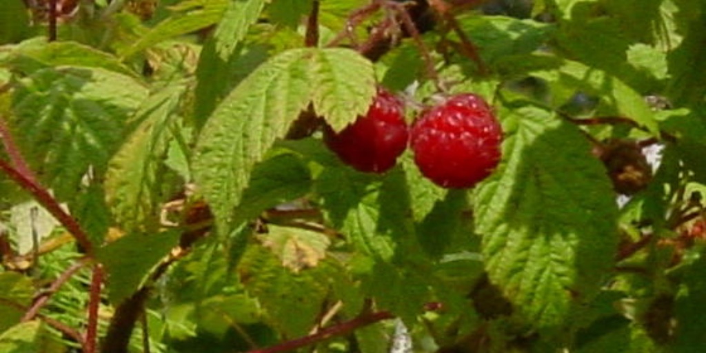 It’s wild raspberry picking season. Look for raspberries near water, along the banks of rivers where there is a lot of grass. Wild raspberry bushes provide birds & other small wildlife with shelter.
Photo: Jane Driedger
#pimaki #raspberryseason #borealplants #raspberrypicking