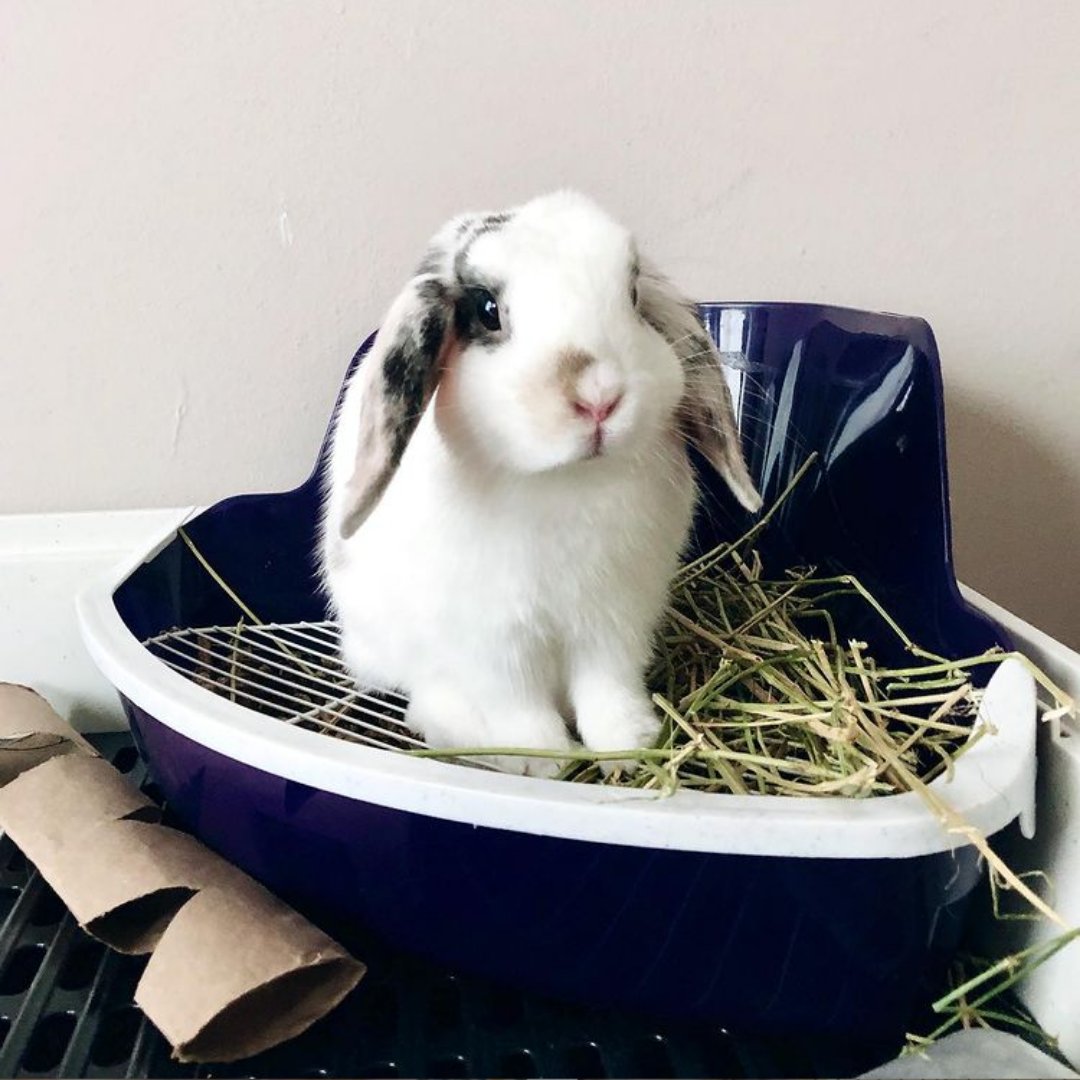 ware rabbit litter box