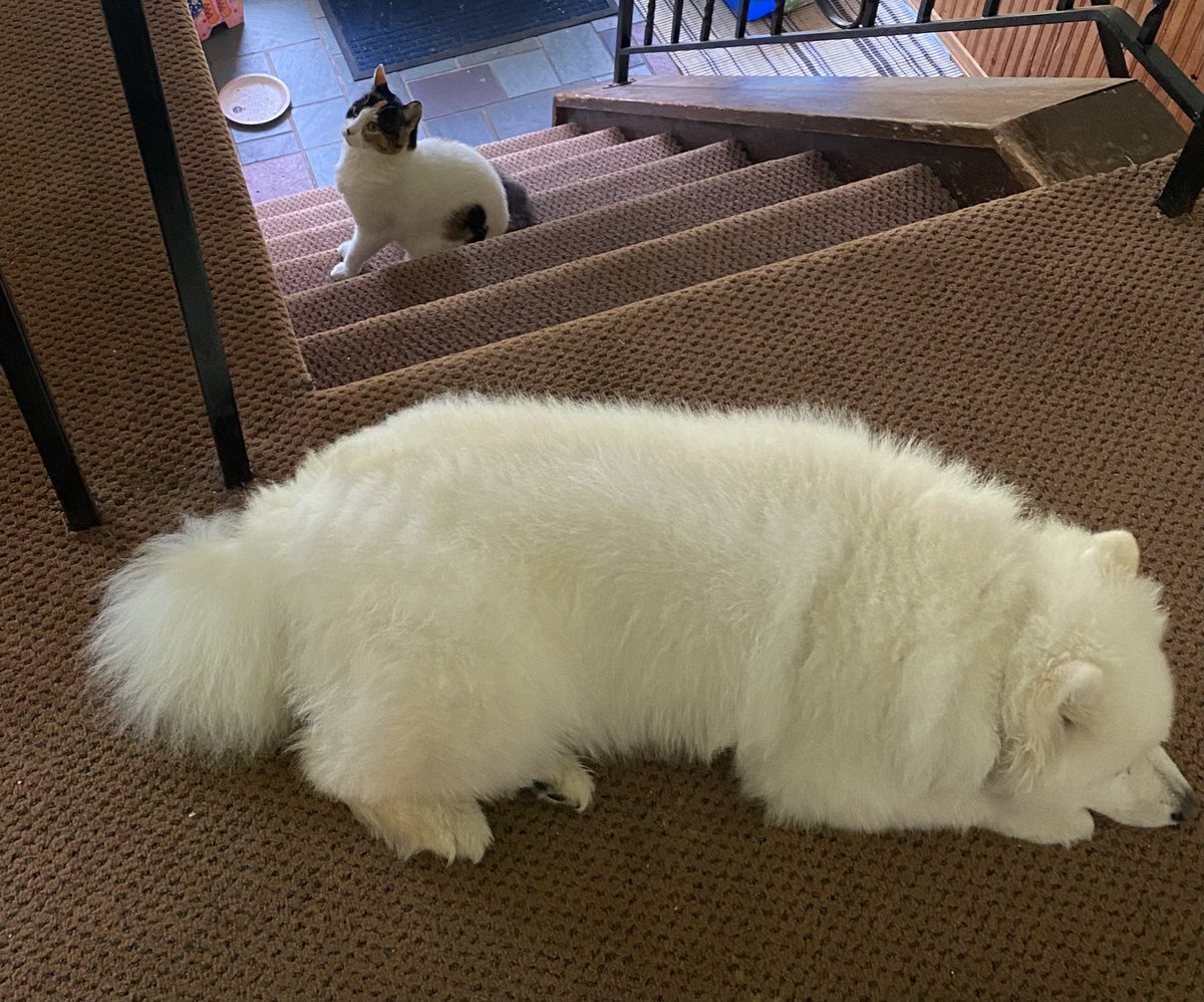 nycpat838's tweet photo. Don’t leave us here, Mom! We won’t let you down the stairs! 😆 #momdayout #dogsandcats https://t.co/Kyc2kHXo9e