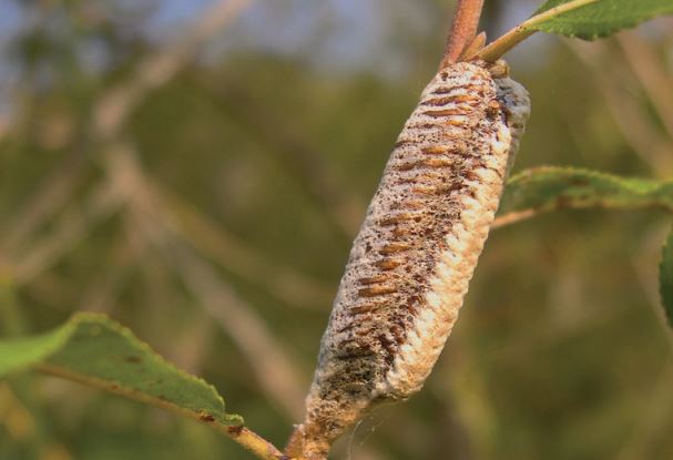 landalliance's tweet photo. The Land Alliance would like to thank the DeGuzman family for removing 200 invasive mantis egg cases at Matheson Meadow in Lloyd Harbor and for tagging four native Carolina mantis egg cases in the meadow to prevent them from being harmed. https://t.co/n8YqKDuoSt