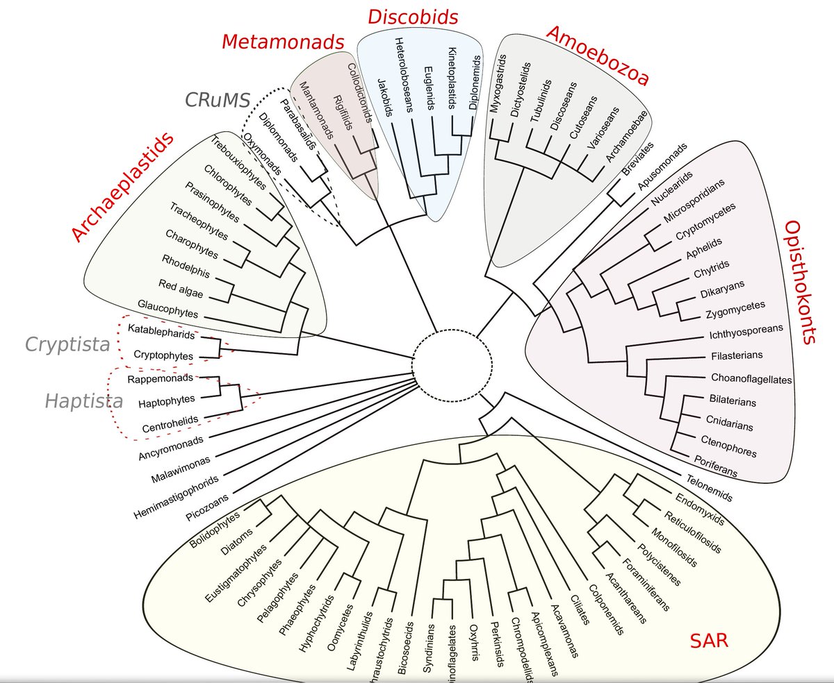 gabaldonlab's tweet photo. We are hiring a predoctoral and postdoctoral researcher for a #phylogenomics project on the origin and early evolution of eukaryotes. 
More details here:
Postdoc:
https://t.co/PdKm9CdEmO
Predoc:
https://t.co/EnZErzF9Xd

Pls RT https://t.co/KZ4O3kCPza