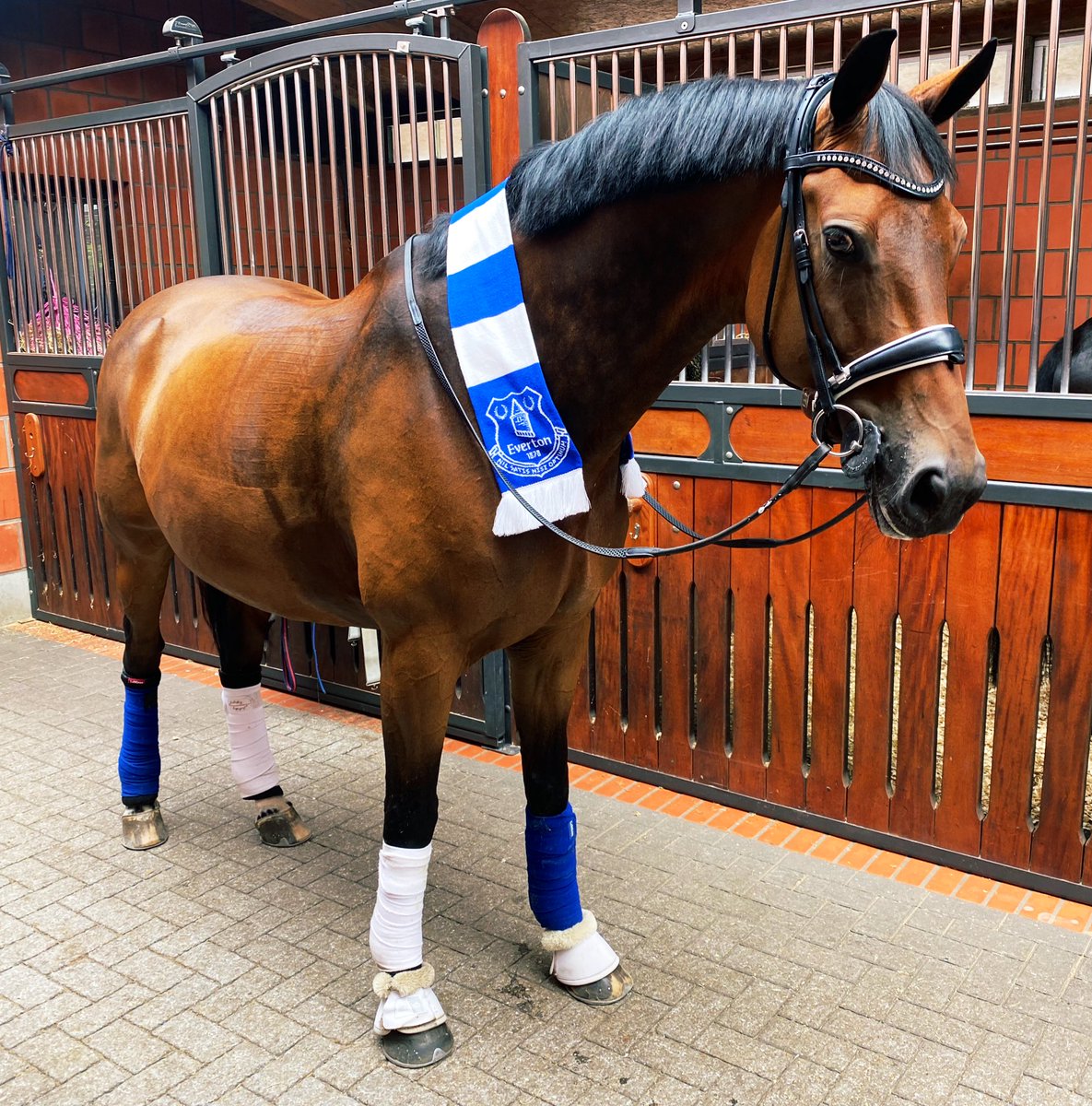 Jerry would like to thank you all for your love and support over the past 24 hours. Feeling very humbled 💙🐴⚽️ @Everton @asmir1 #everton #evertonian #thetoffees #dressage #horse