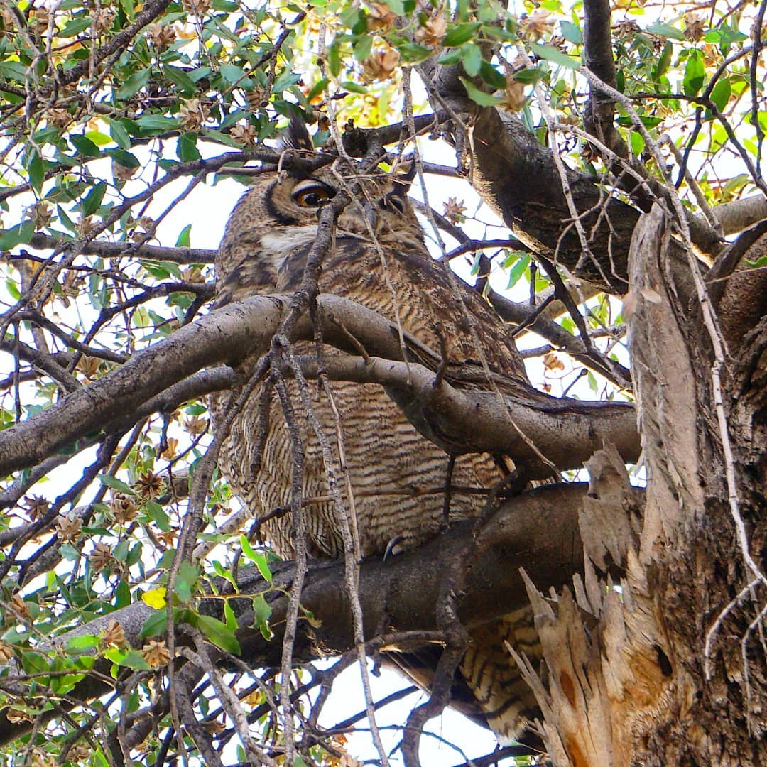 Tucuquere. Alto el Naranjo. Subida Ñilhue. Camino Cerro Provincia.
