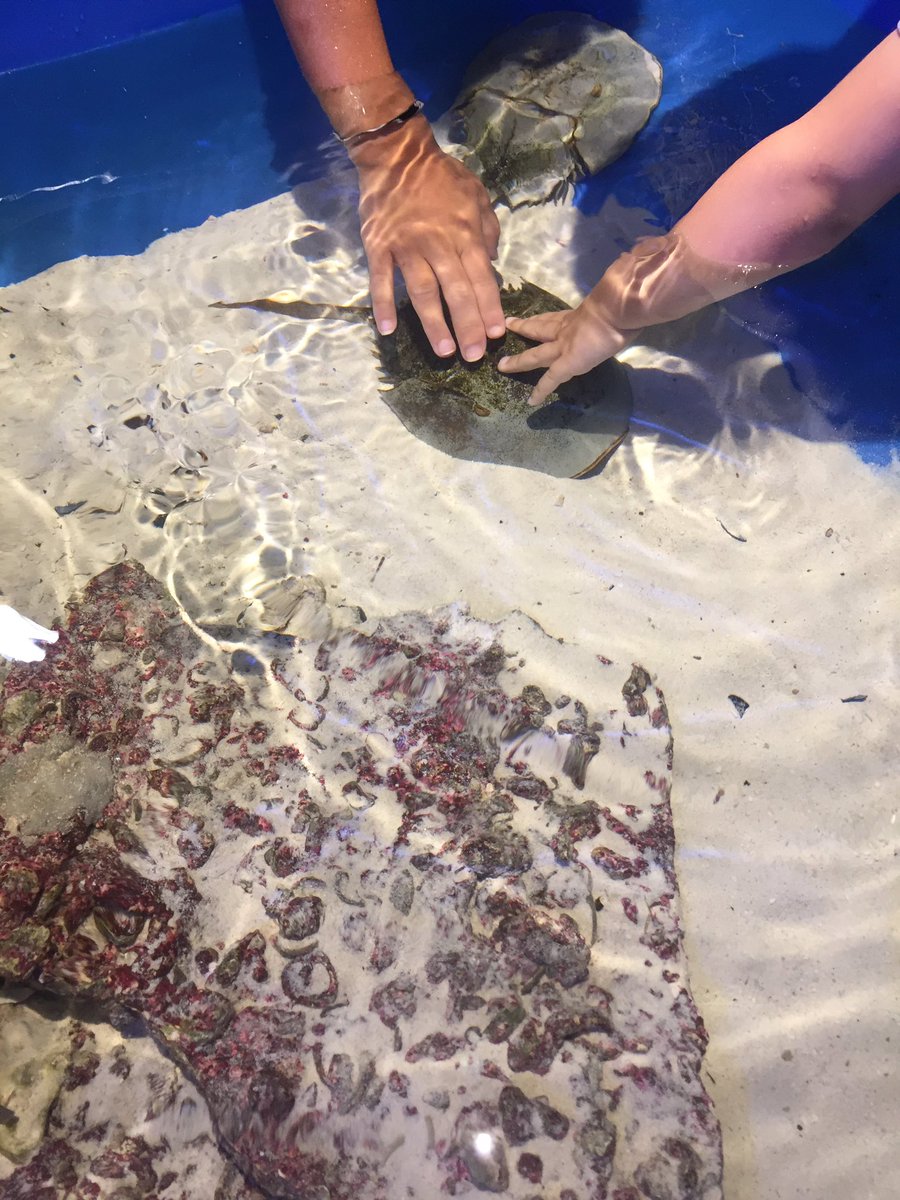 hollyastuart's tweet image. Reflection:

As I explored @RoperMountain, I noticed where the children were most excited about the science all around them. (It was not with the rows of chairs and books) 

🤔 Are we designing our classrooms with our Ss in mind, or the adults? 🤔

#stuartscience #teachbetter