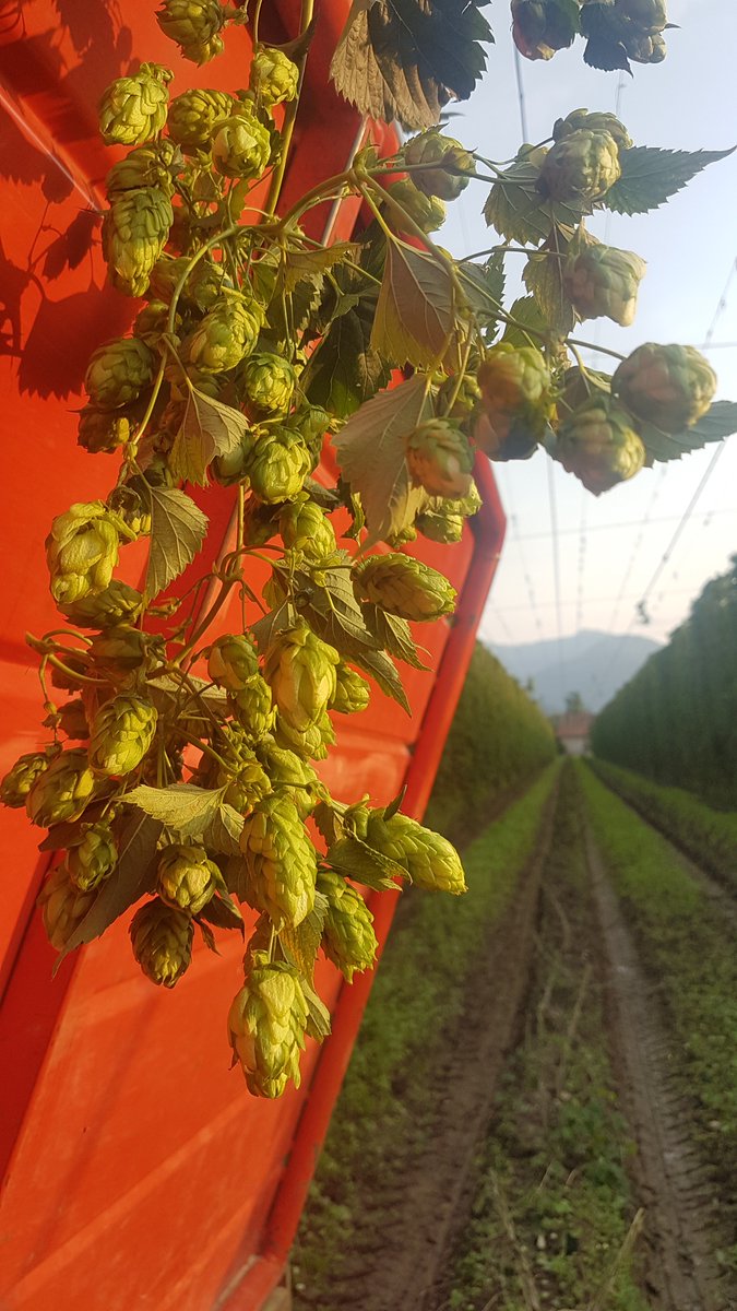 ZA Hops tweet media