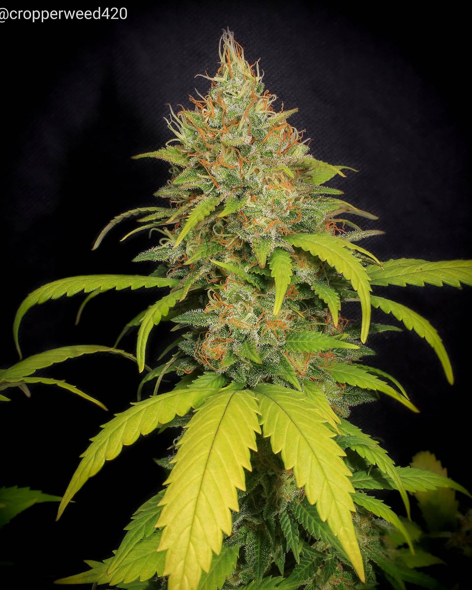 Eva Seeds tweet media