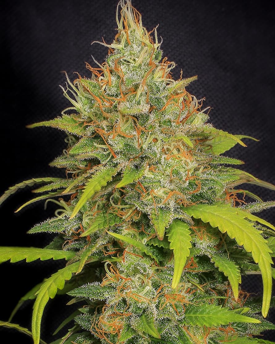 Eva Seeds tweet media