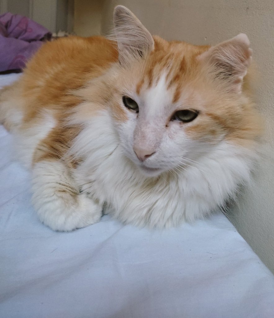 Neném is sending you all a big meow ✨🐈‍⬛